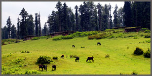 Yusmarg